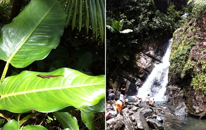 Puerto Rico Rain Forest