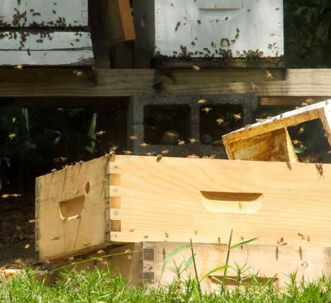 honey-buzzing-bees-closeweb