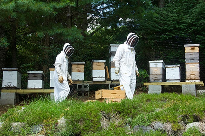 honey-harvest-
