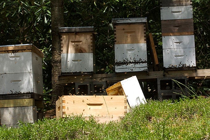 honey harvest