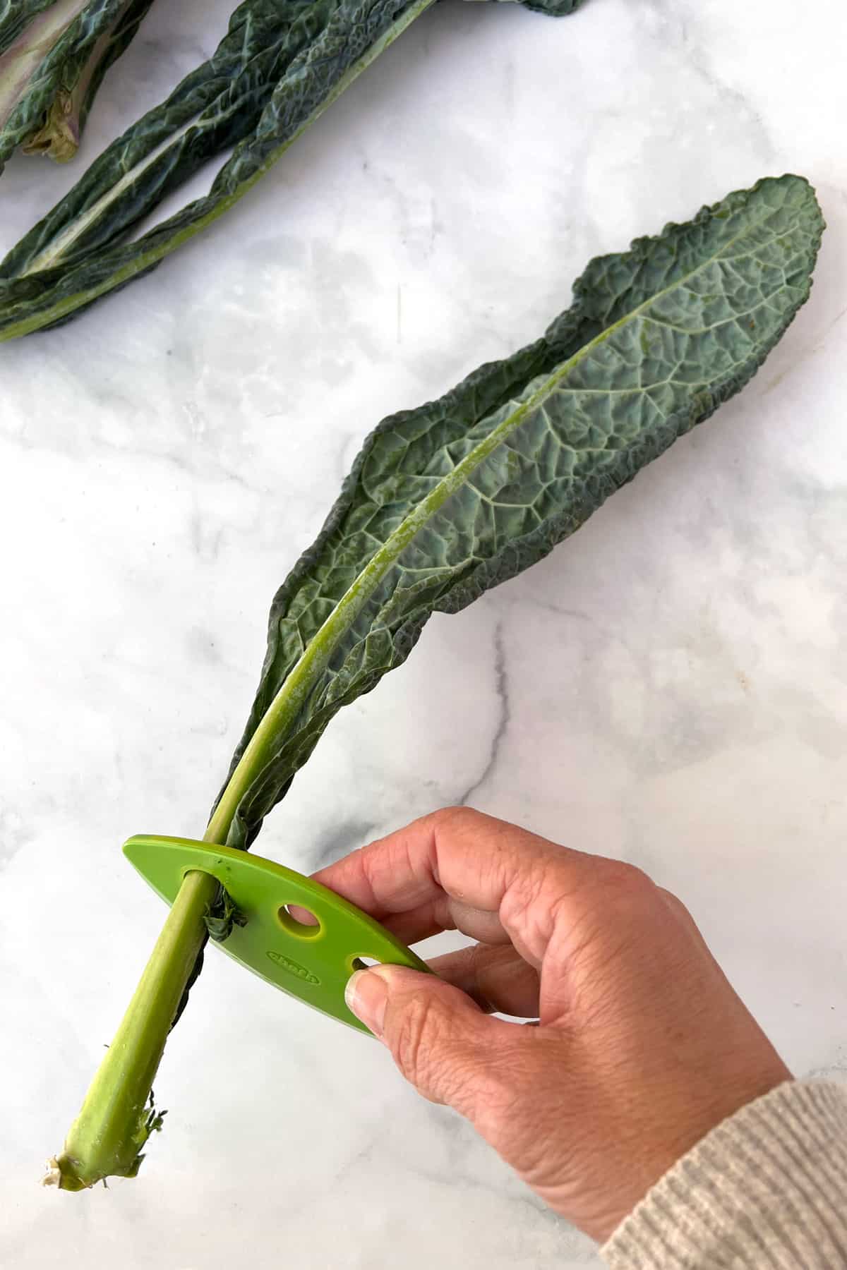 small green kale stripper around the stem of a tuscan kale leaf