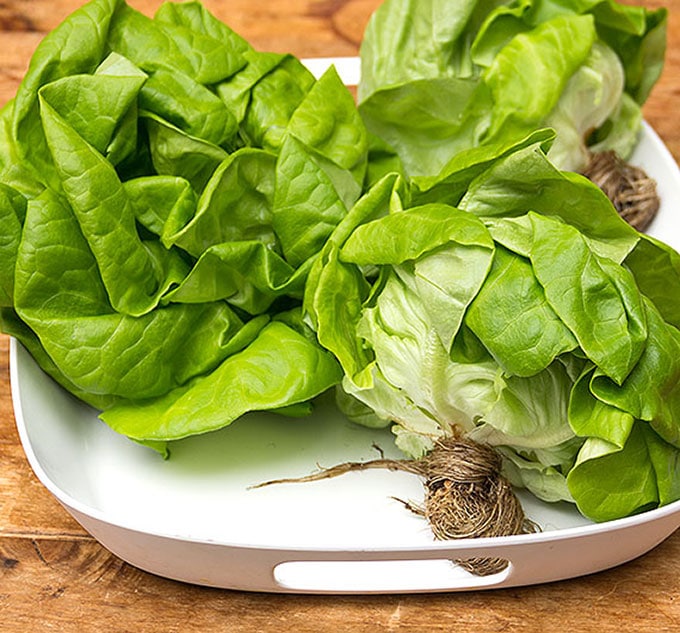 Butter Lettuce on a white tray