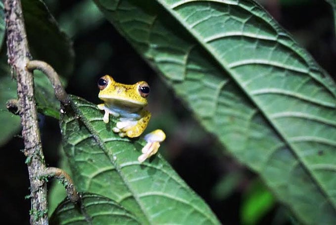 cute yellow tree frog sitting on a leaf in the Costa Rican rainforest