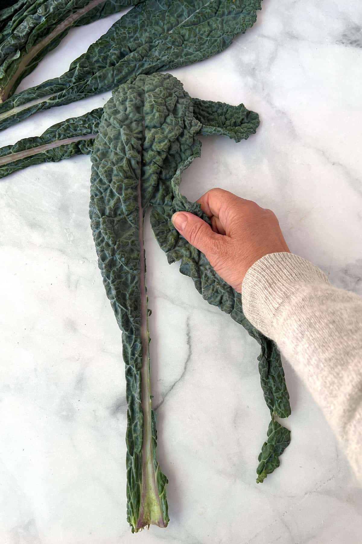 hand stripping kale leaves off of the central stalk