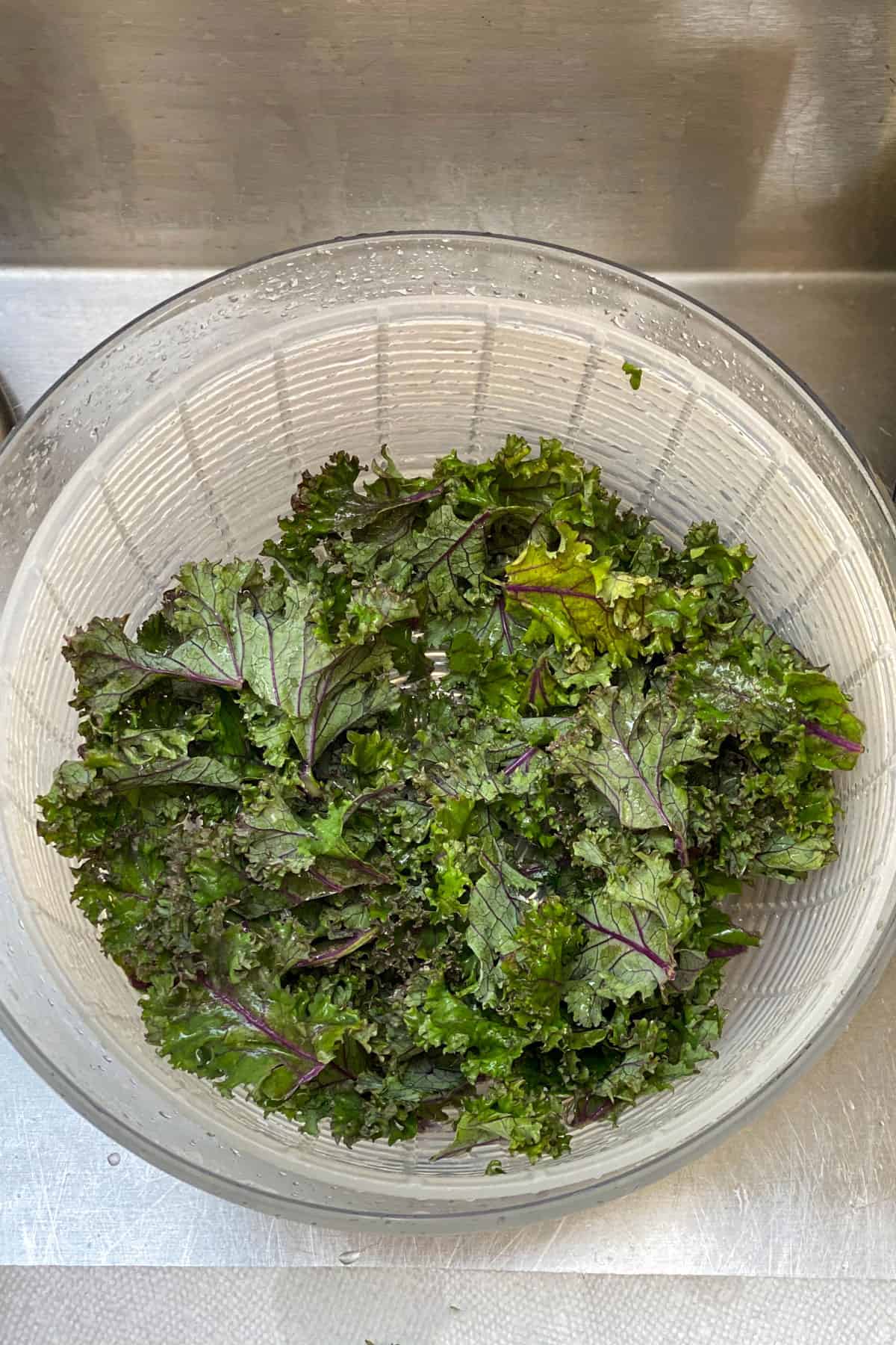 damp red kale leaves in a salad spinner 